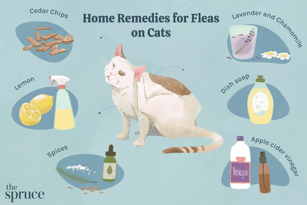 How To Bathe A Cat For Fleas PestPhobia