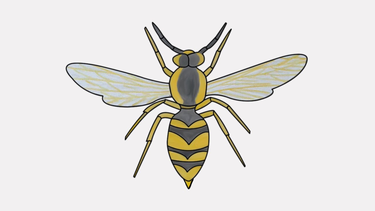 How To Draw A Wasp Easy Pest Phobia