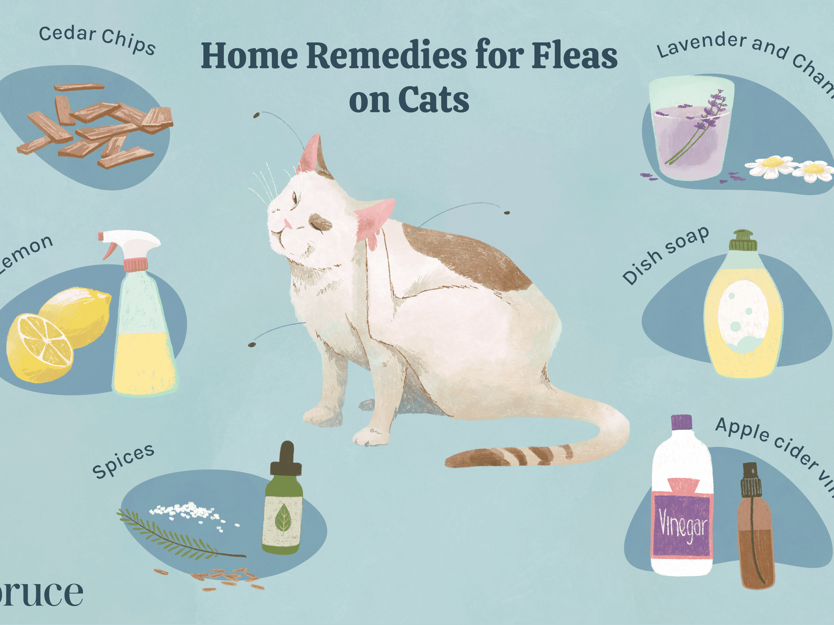 How To Get Fleas Of Cats Pest Phobia