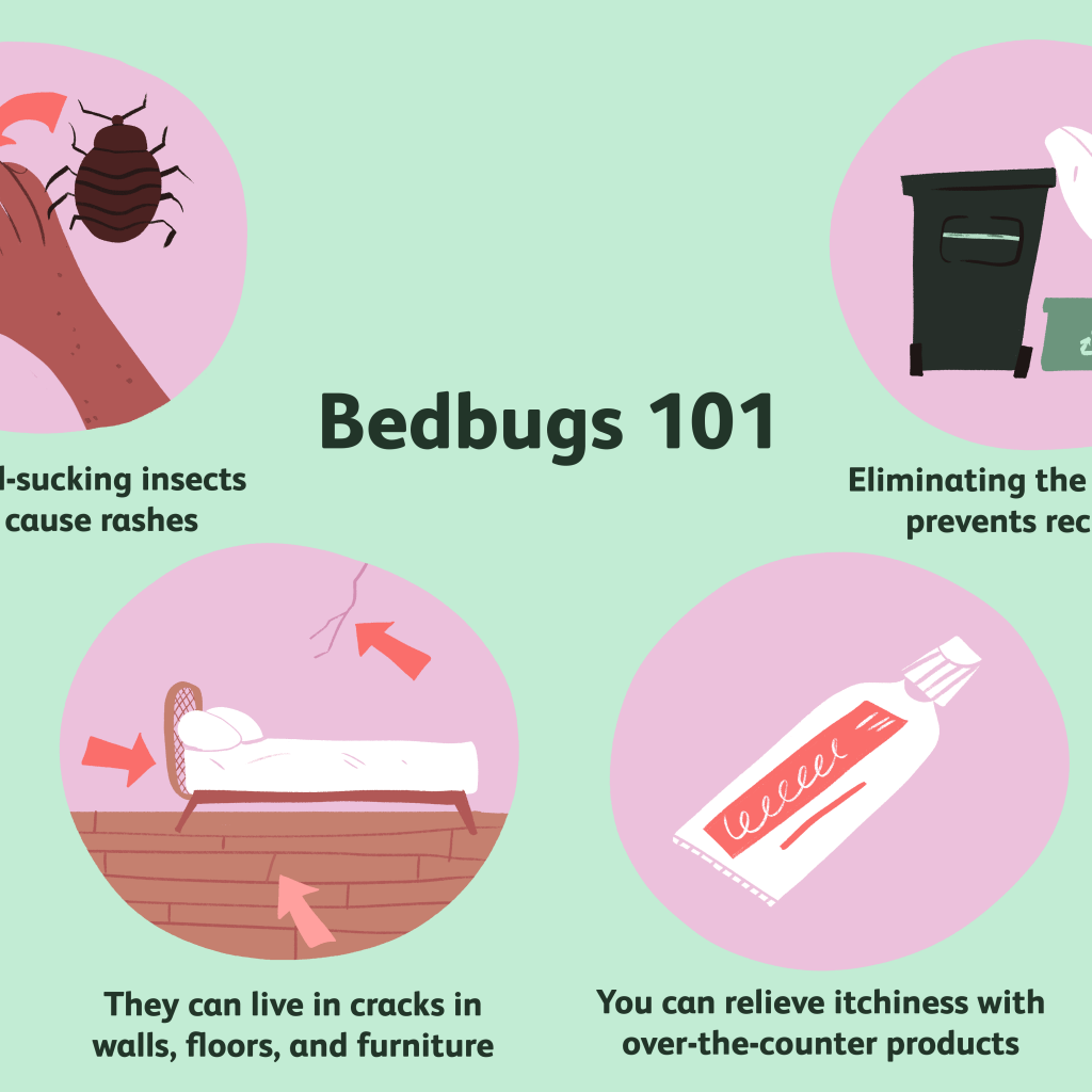 How To Get Rid Of A Bed Bug Rash Pest Phobia   How To Get Rid Of A Bed Bug Rash 1024x1024 