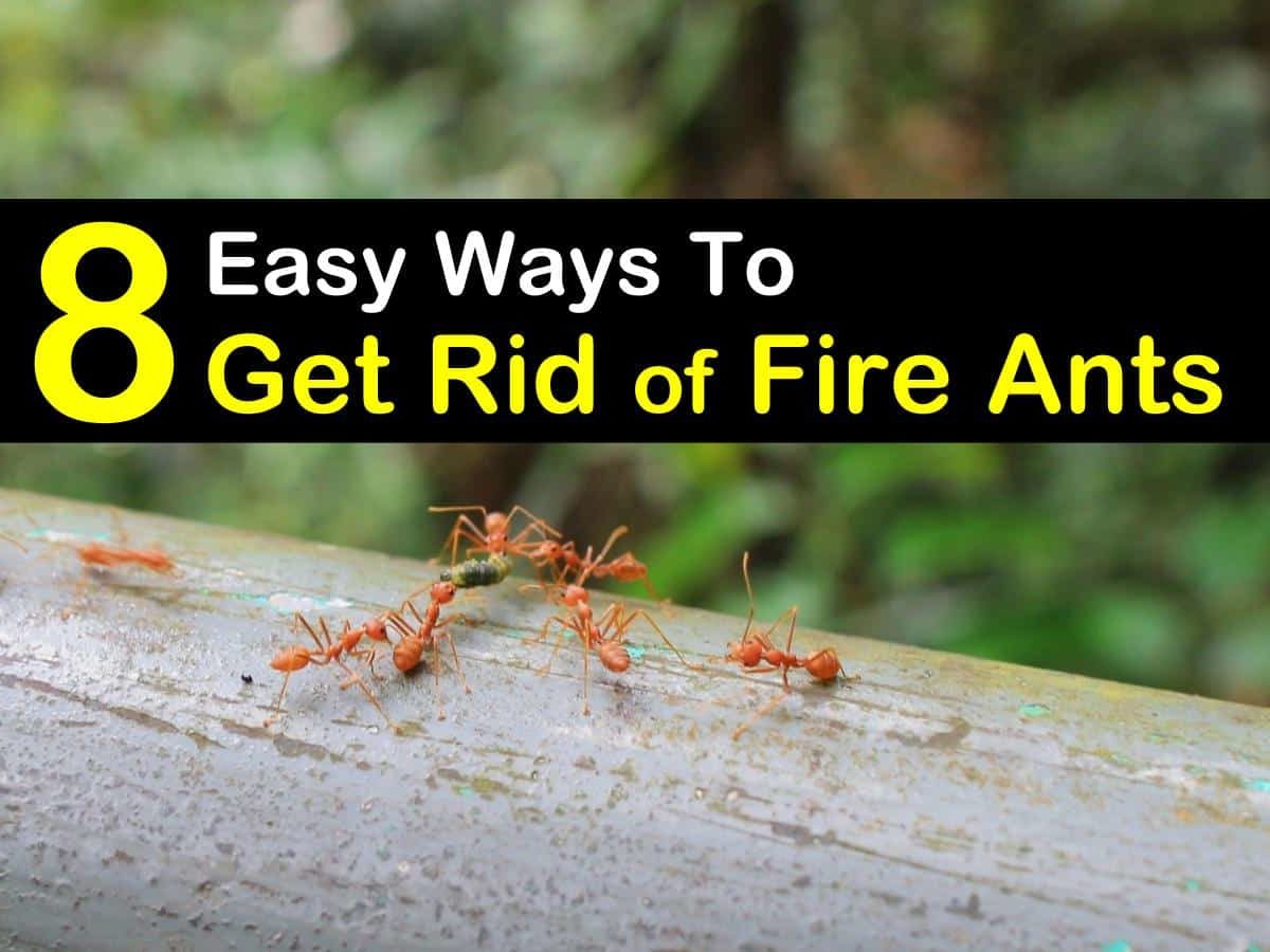 How To Get Rid Of Fire Ants In Florida Pest Phobia