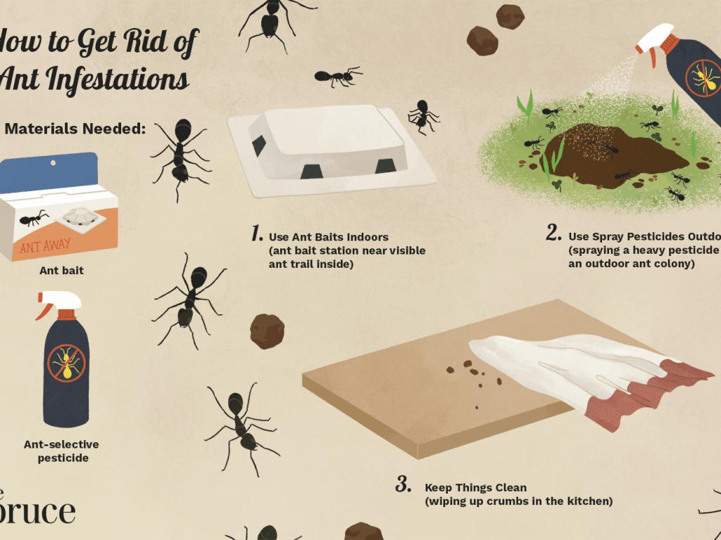 How To Get Rid Of Little Ants In The Kitchen Pest Phobia