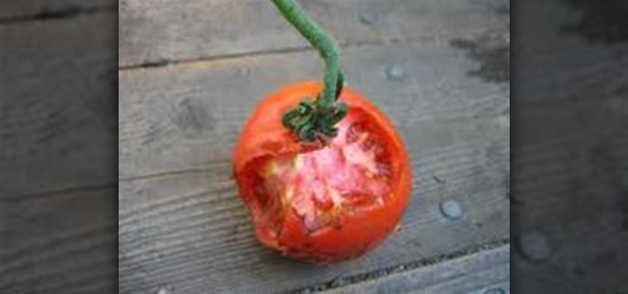 How To Get Rid Of Rats Eating Tomatoes PestPhobia