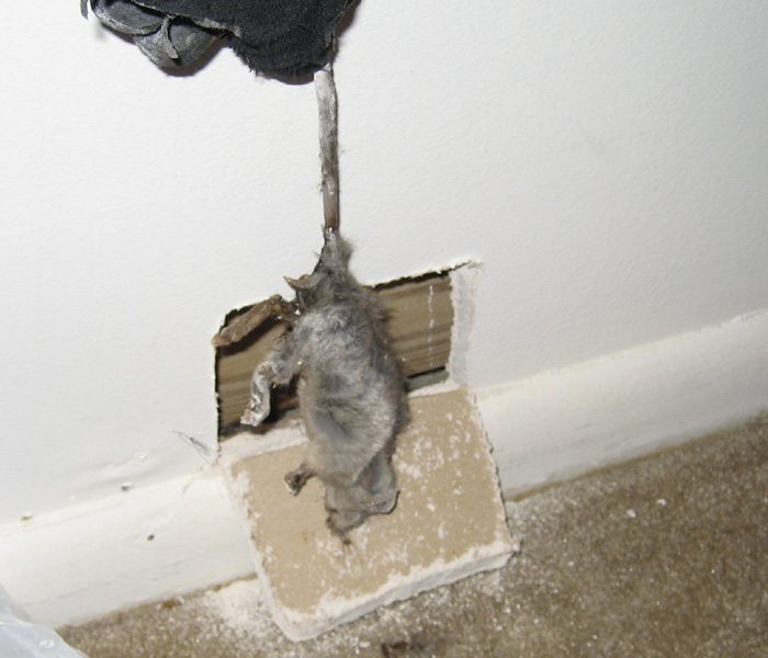 How To Get Rid Of Rats In The Wall Cavity Pest Phobia