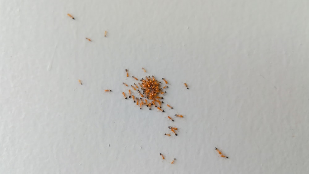 tiny red ants wisconsin around kitchen sink