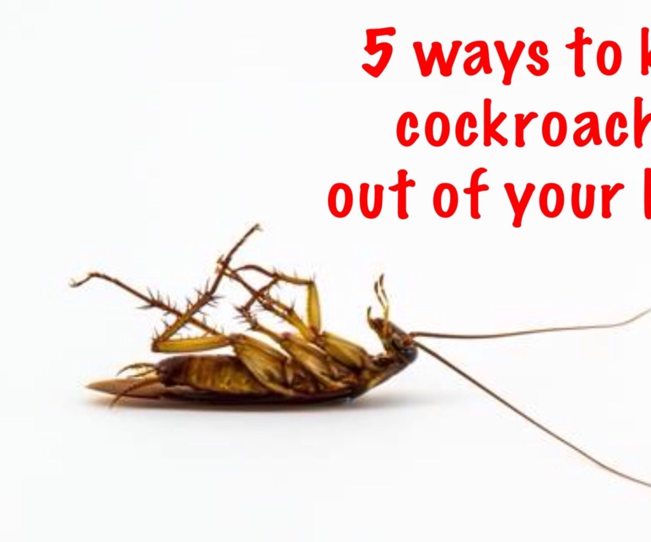 How To Keep Cockroaches Out Pest Phobia