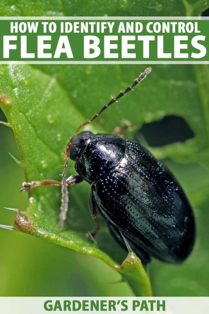 Insecticide For Flea Beetles Pest Phobia