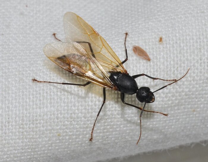Insects That Look Like Ants With Wings 