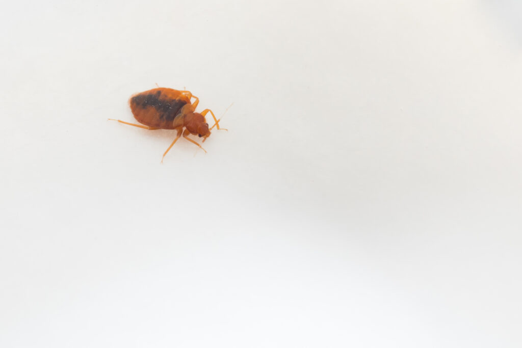 Is Bed Bug Bite Contagious – Pest Phobia