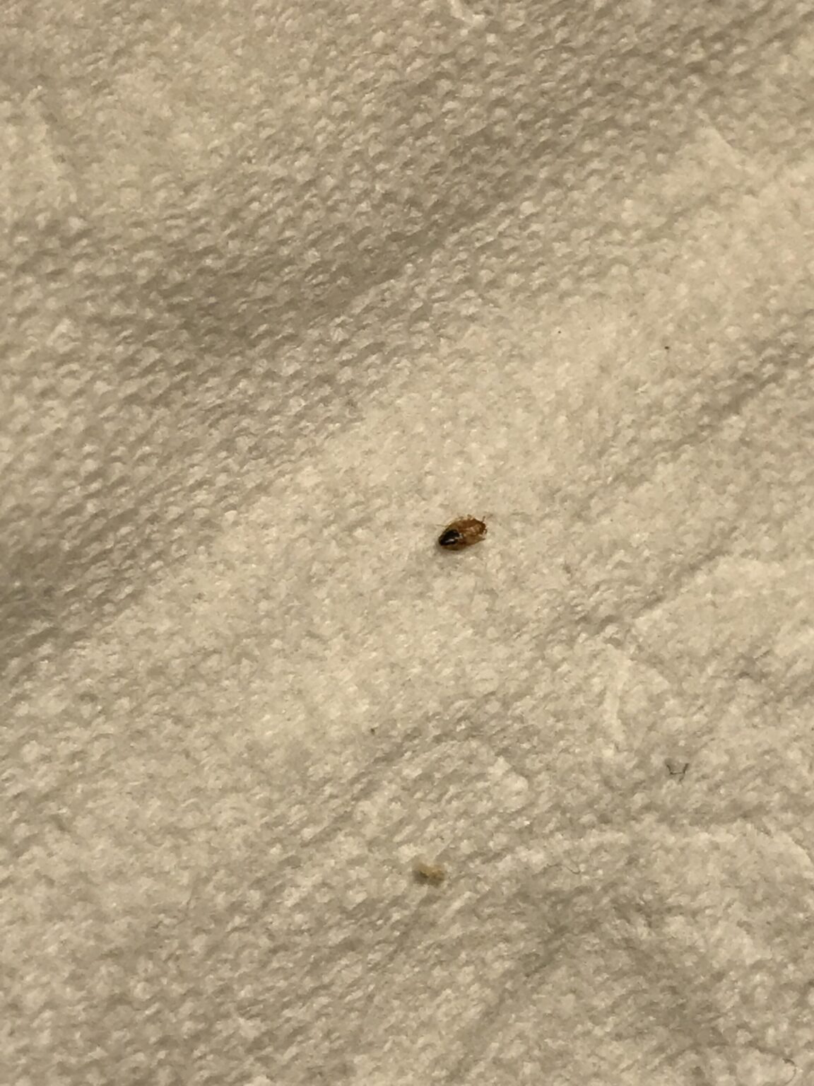 Is This A Bed Bug Reddit - Pest Phobia