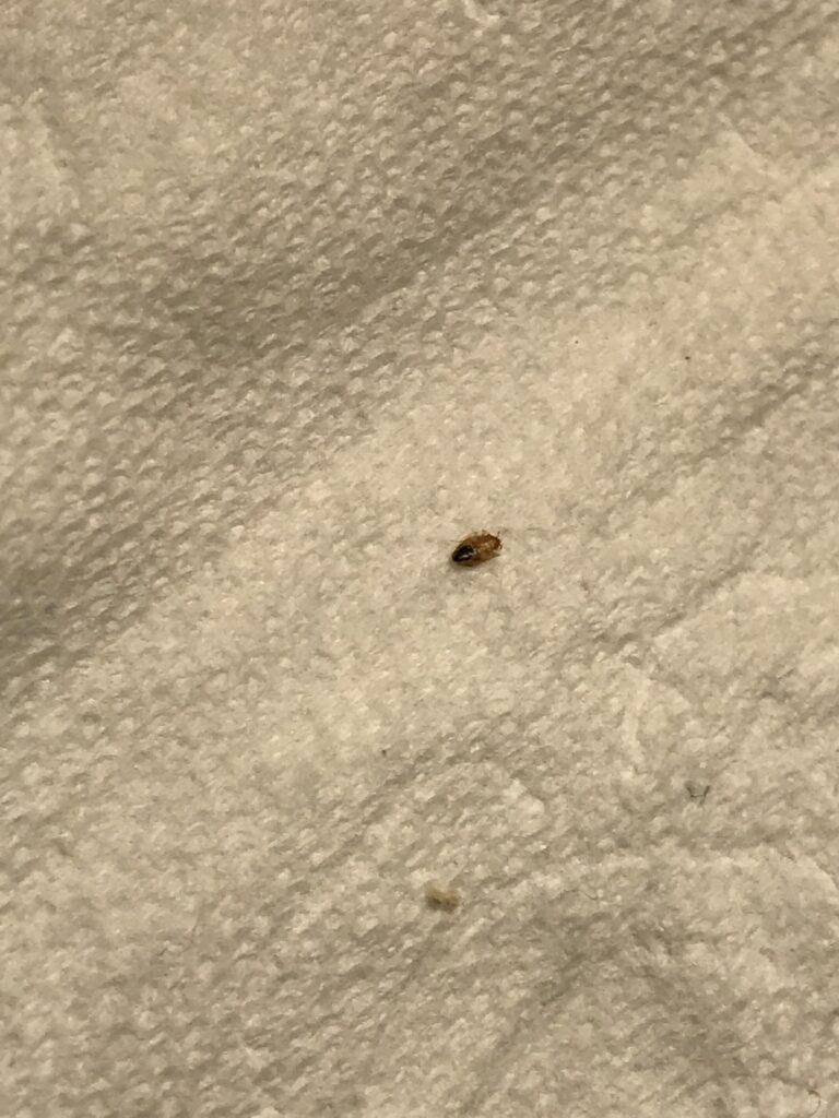 is-this-a-bed-bug-reddit-pest-phobia