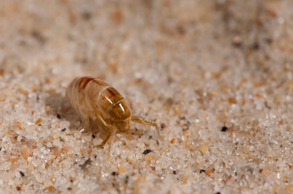 Jamaica Sand Fleas Pest Phobia