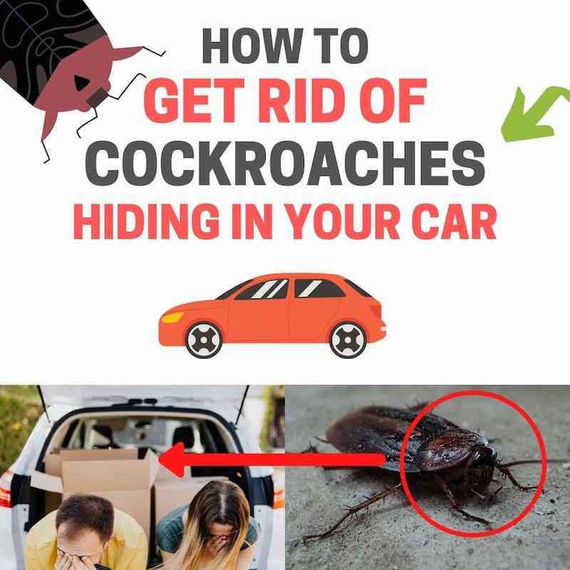 Kill Cockroaches In Car 