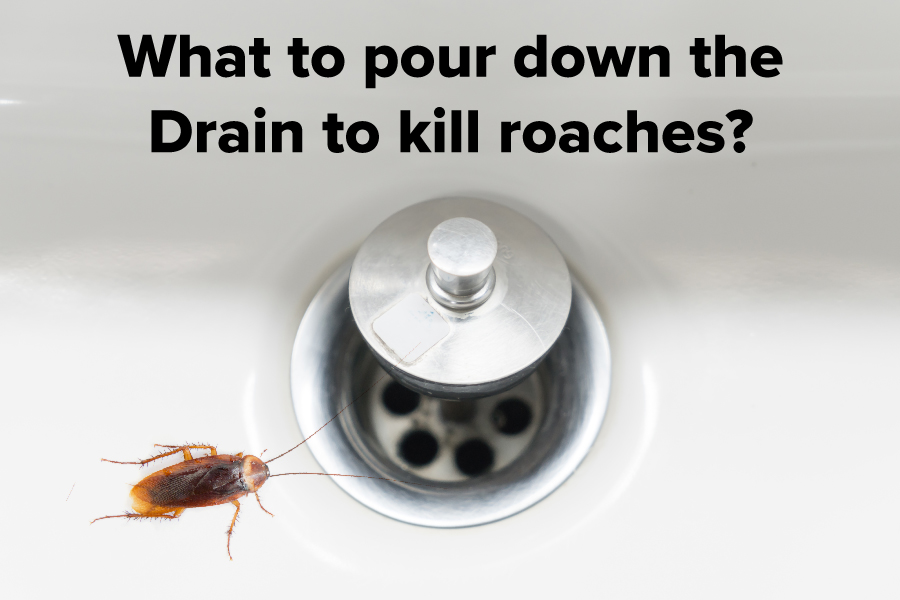 Kill Cockroaches In Drains 