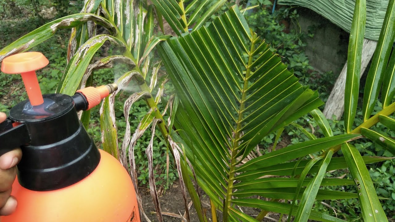 Pesticide For Coconut Tree – Pest Phobia