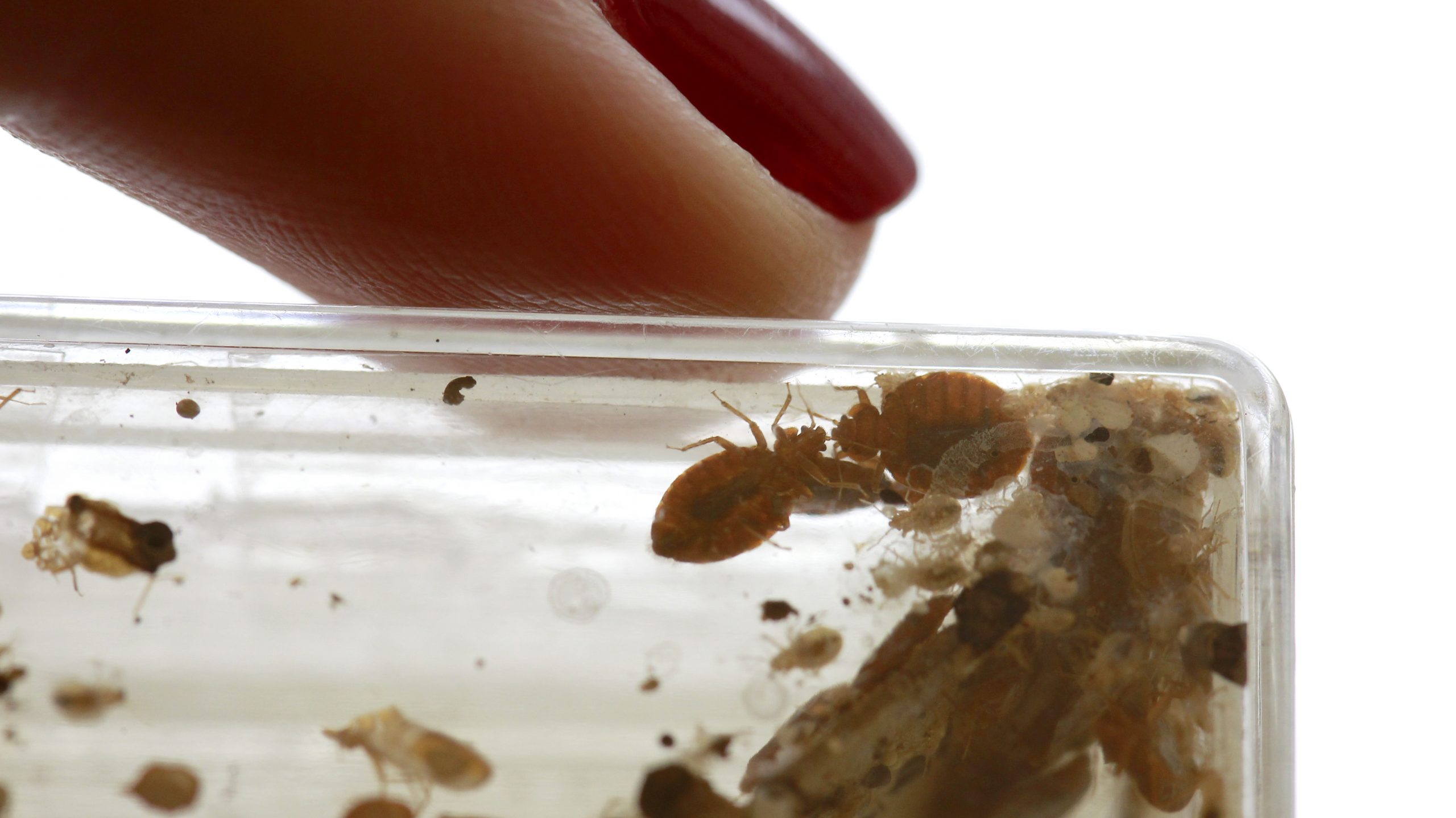 How Effective Are Bed Bug Bombs Pest Phobia 