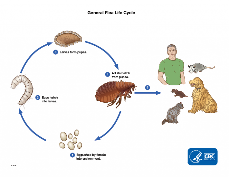 How Fast Do Fleas Multiply PestPhobia