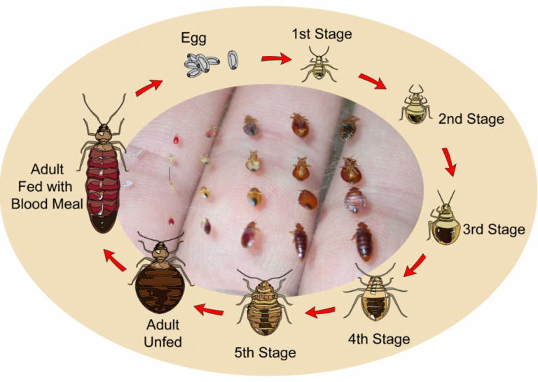 How Long Bed Bug Eggs Hatch Pest Phobia