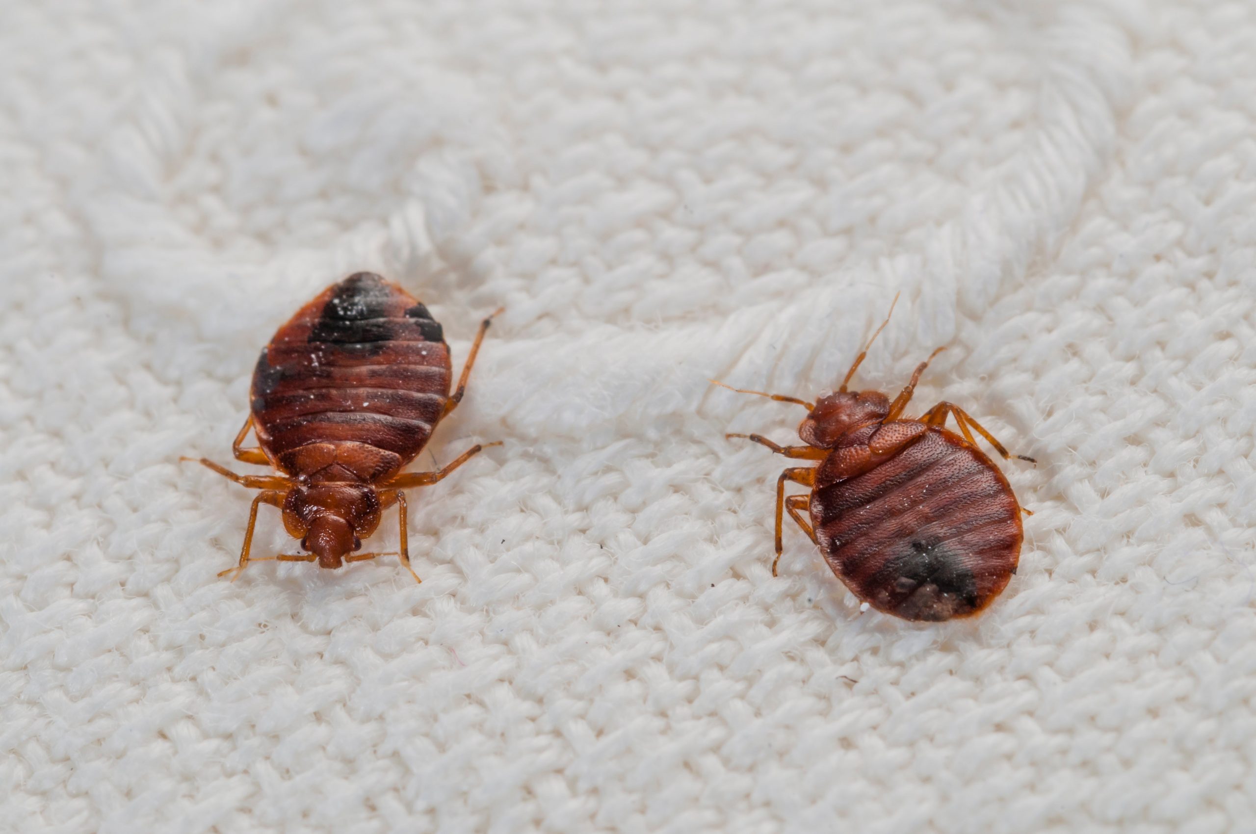 do bed bugs live outside mattress