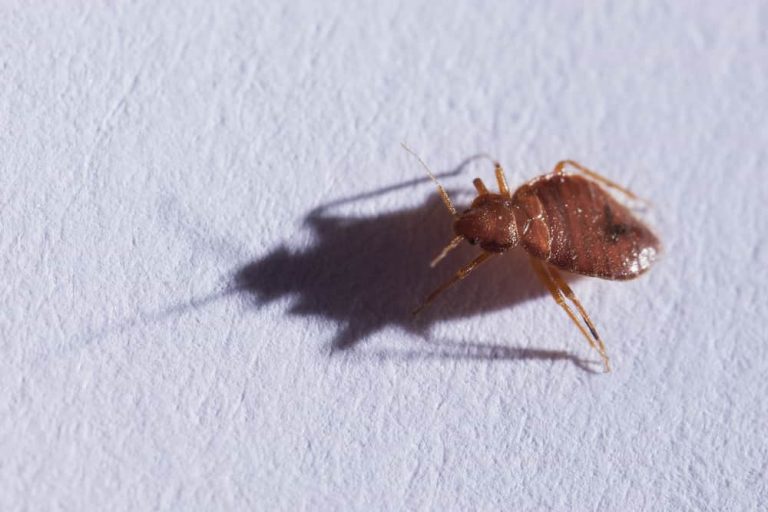 how-long-can-bed-bug-eggs-lay-dormant-pest-phobia