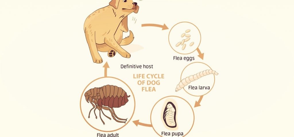 How Long Can Fleas Live Without Feeding - PestPhobia