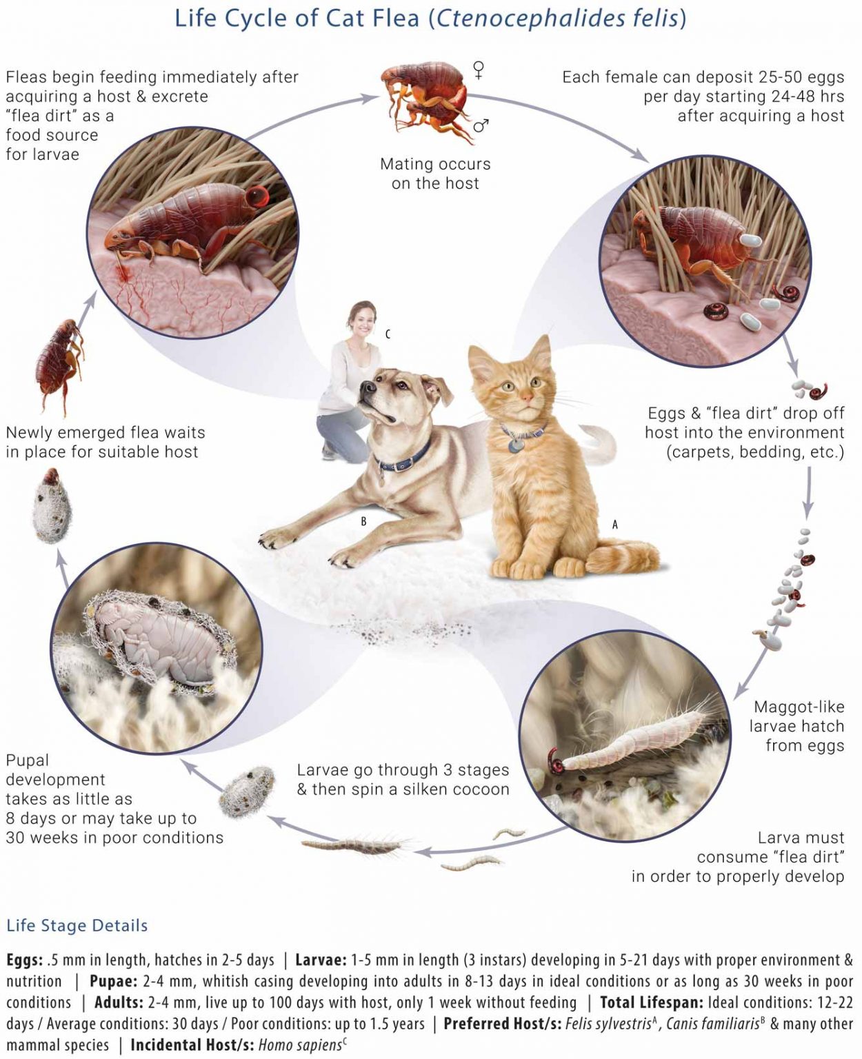 how-long-do-fleas-live-after-treatment-pest-phobia