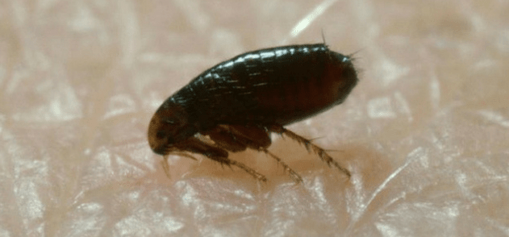 how-long-do-fleas-live-on-clothes-pest-phobia