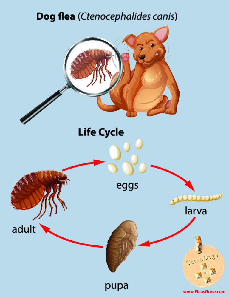 How Long Does It Take Fleas To Die - Pest Phobia