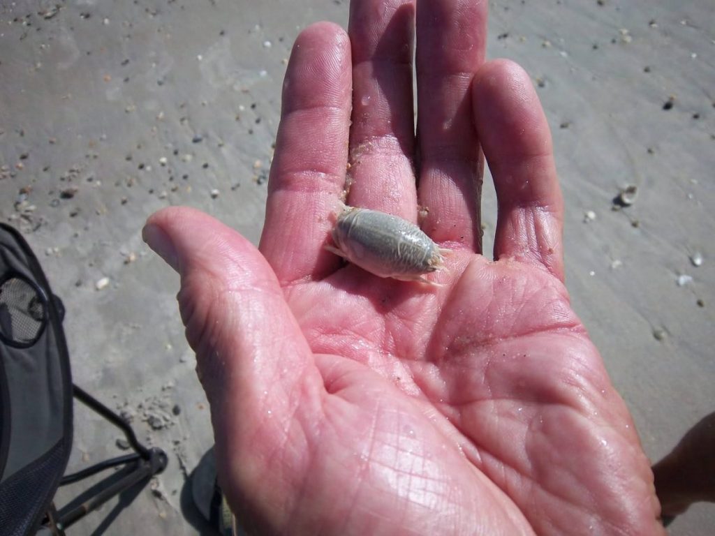 How To Keep Sand Fleas Away Pest Phobia