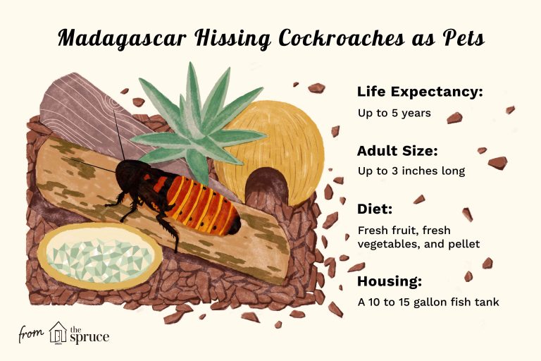 Madagascar Hissing Cockroaches Care - Pest Phobia