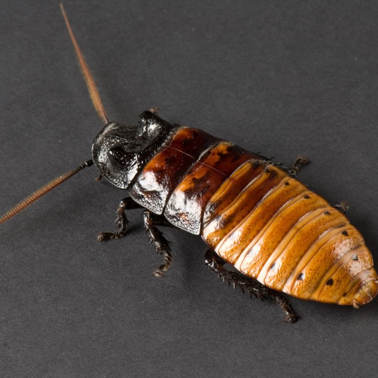 Madagascar Hissing Cockroaches Facts - PestPhobia