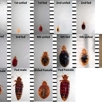 Midwest Bed Bug Services Review - Pest Phobia