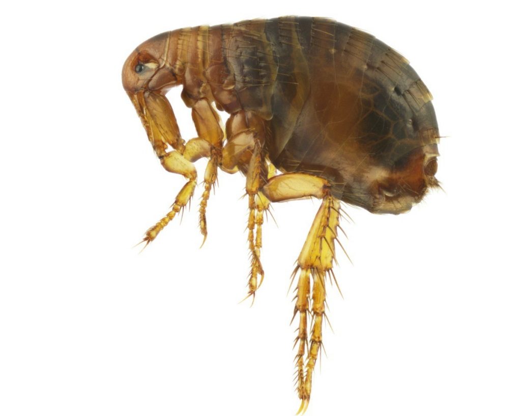 my-apartment-has-fleas-what-are-my-rights-pest-phobia