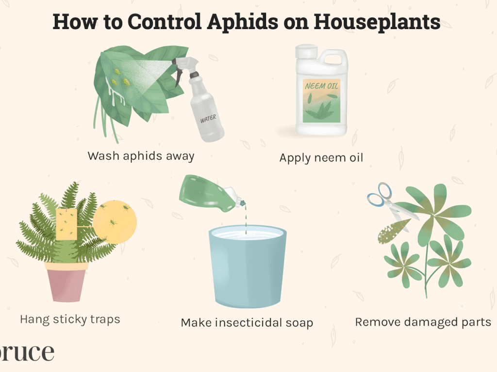 Natural Aphid Repellent - PestPhobia