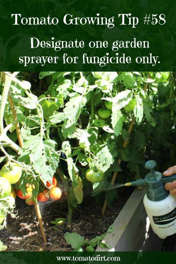 natural-fungicide-for-tomatoes-pest-phobia