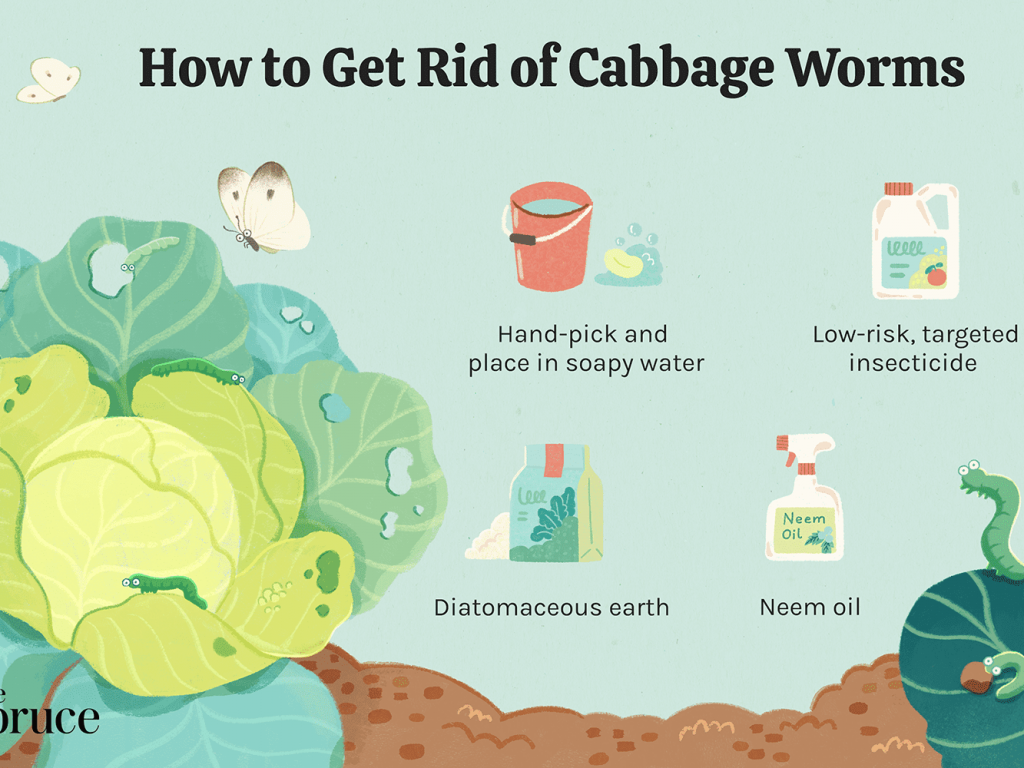 Natural Insecticide For Cabbage Worms - Pest Phobia