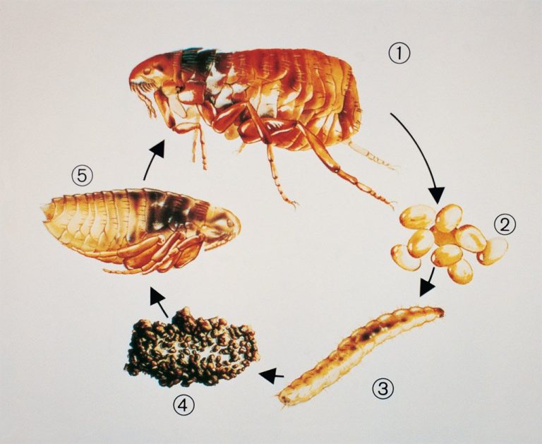 How Many Eggs Do Fleas Lay A Day Pest Phobia