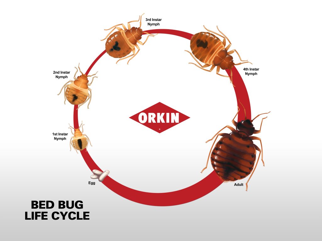 How Many Eggs Does A Bed Bug Lay Pest Phobia