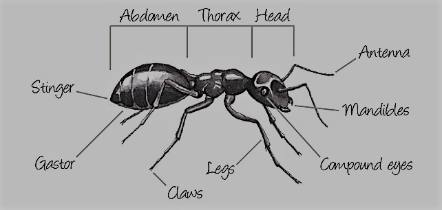 The Anatomy of Ants