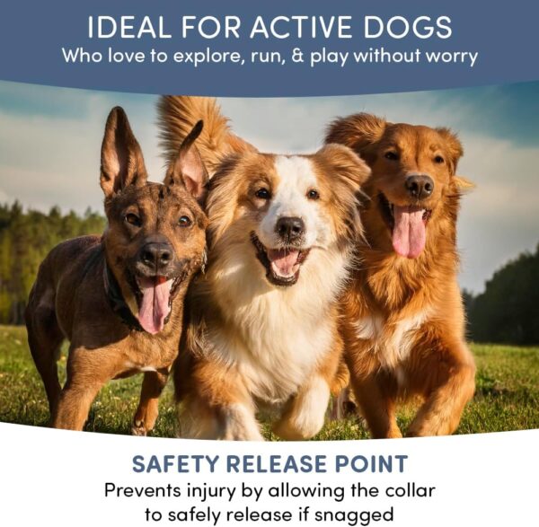 8‑Month Protection Long‑Lasting Natural Flea & Tick Collar - Image 4