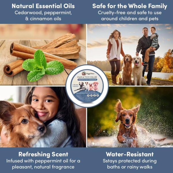 8‑Month Protection Long‑Lasting Natural Flea & Tick Collar - Image 7