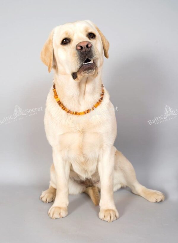 Natural Baltic Amber 42 cm Dog & Cat Collar for Flea & Tick Protection - Image 6