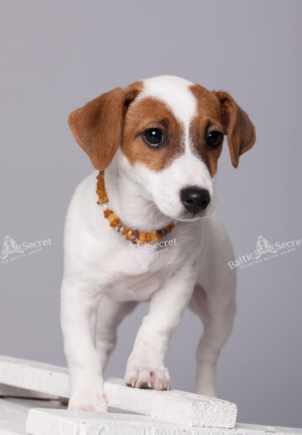 Natural Baltic Amber 42 cm Dog & Cat Collar for Flea & Tick Protection - Image 2