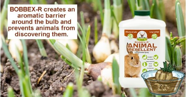 Bobbex-R Rabbit, Squirrel & Chipmunk Repellent Concentrate, 32 oz. (B550120) - Image 3