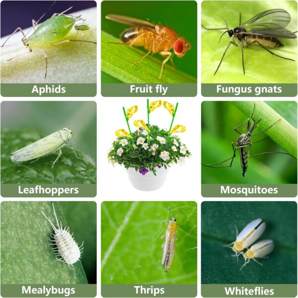 60-Pack Yellow Sticky Traps for Fungus Gnats and Fruit Flies - Image 3