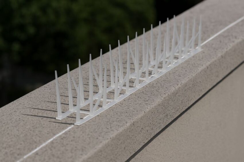 Bird spike sections dry-fitted along a chalk line to plan a straight installation.