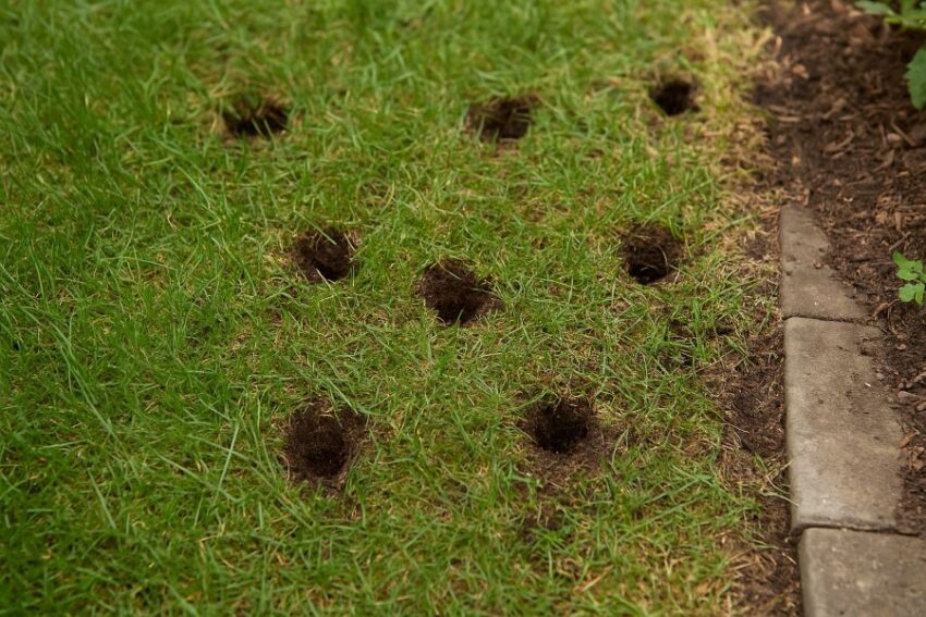 Cone-shaped holes in turf that indicate skunk foraging
