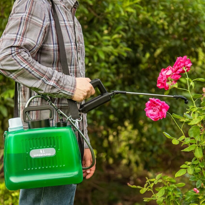 Gardener using a 2 gallon battery powered sprayer with a USB handle and 32 inch telescopic wand to treat the underside of rose leaves.