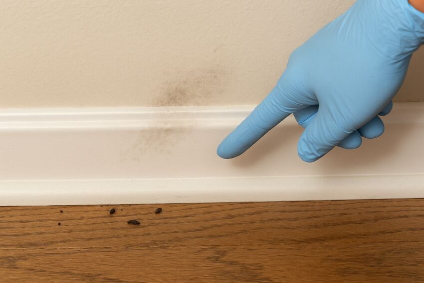 Gloved hand identifying rodent droppings and rub marks along a wall before placement