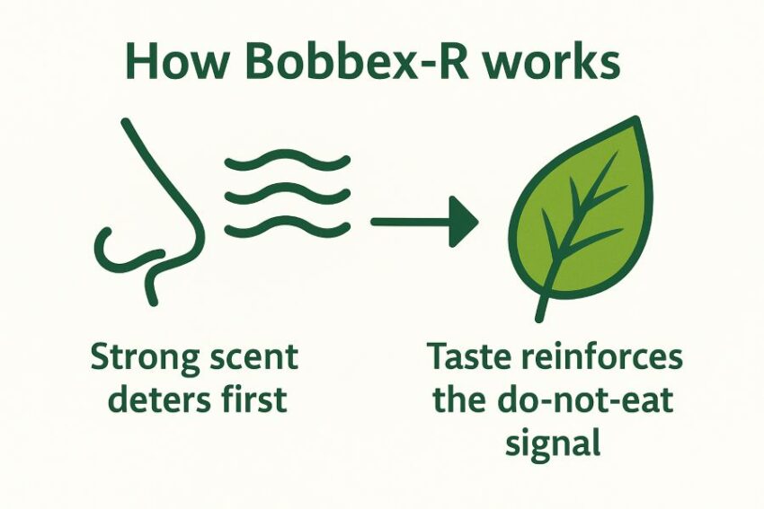 How Bobbex-R works, strong scent deters first, taste reinforces the do-not-eat signal